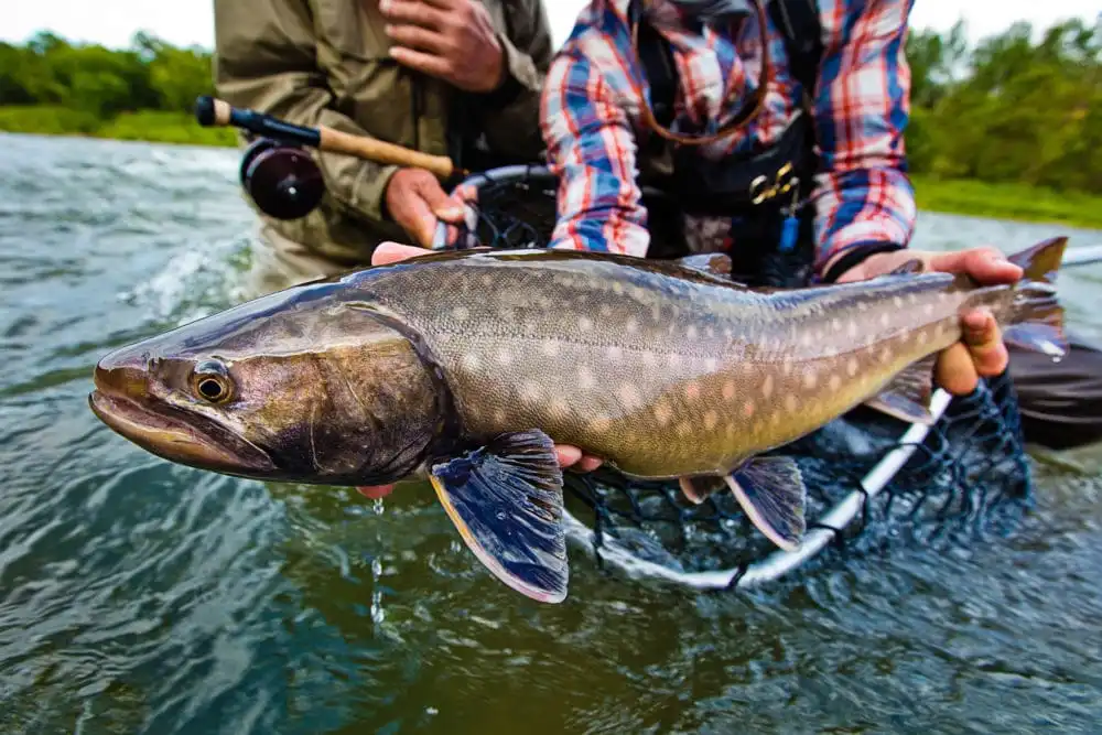 Kamchatka River Fly fishing